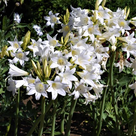 bare naked lady plant|Belladonna Lily Planting & Growing Guide – Easy To Grow